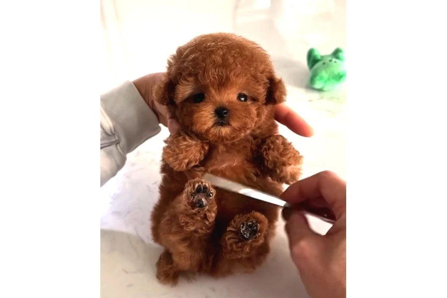 mini-poodle