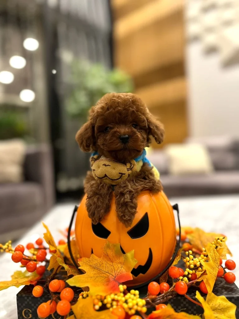 poodle-köpek-çiftliği